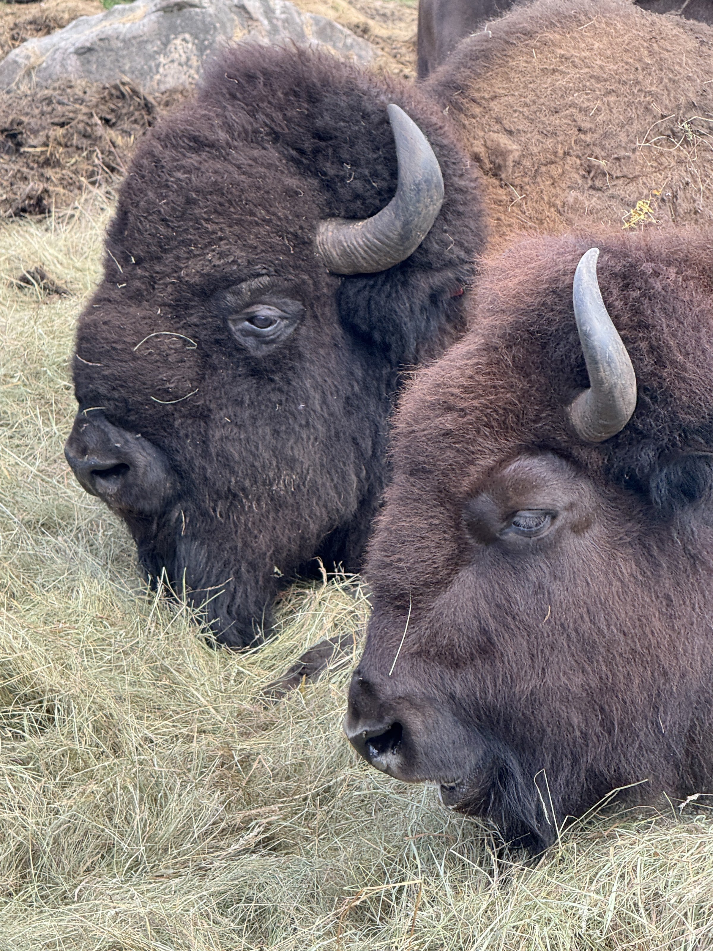 Smålandet Moose Safari